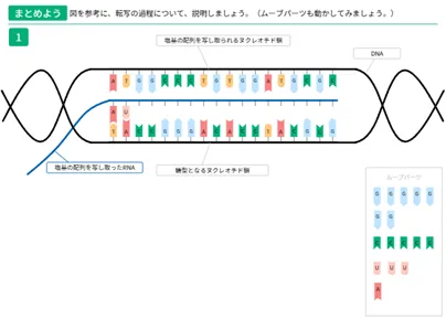 転写と翻訳